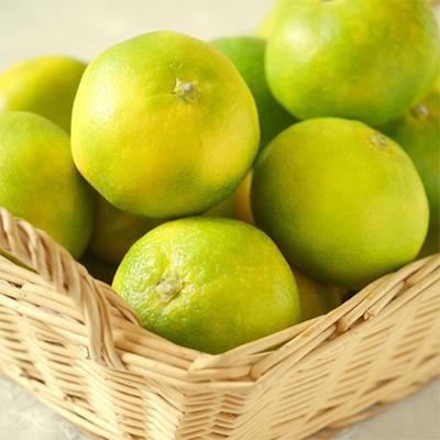 ふるさと納税 九度山町 【極早生みかんの逸品】有田産ゆら早生みかん 約5kg(九度山町) |  | 02