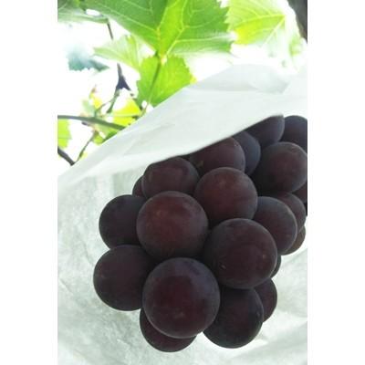 ふるさと納税 和歌山市 【和歌山市】紀州和歌山産巨峰約800g×2セット|y-sf|02