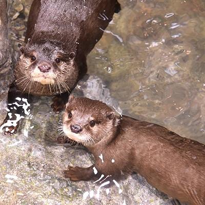 ふるさと納税 藤沢市 新江ノ島水族館　年間パスポート引換券　大人 1枚 