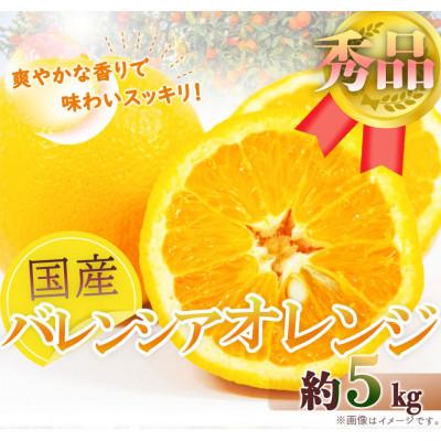 ふるさと納税 紀美野町 秀品 希少な国産バレンシアオレンジ 5kg