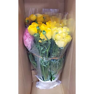 ふるさと納税 高松市 ご家庭用ラナンキュラス「品種混合セット」切花 50本 色おまかせ