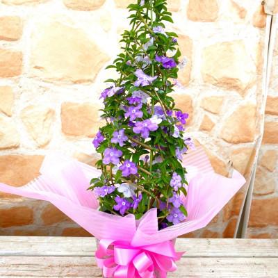 ＡＫＮ／Ｒ　ジャスミン ジャスミン襟＆イヤークリップ | axes femme online shop -outlet-