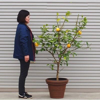 ふるさと納税 朝倉市 6年生 大苗レモンの木 鉢植え(ブラウン鉢)1点