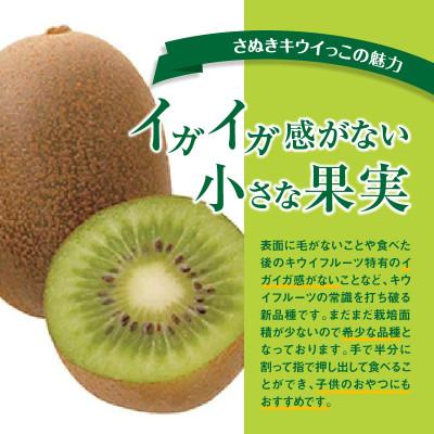 ふるさと納税 高松市 【先行受付2026年】さぬきキウイっこ　約5kg_2