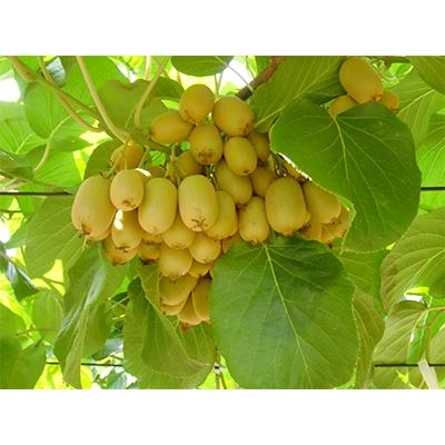 ふるさと納税 高松市 【先行受付2026年】さぬきキウイっこ　約1kg_1