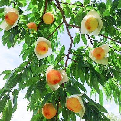 ふるさと納税 富士吉田市 【さとふる限定】果樹王国 やまなし の桃 約2kg(4〜7玉)の画像