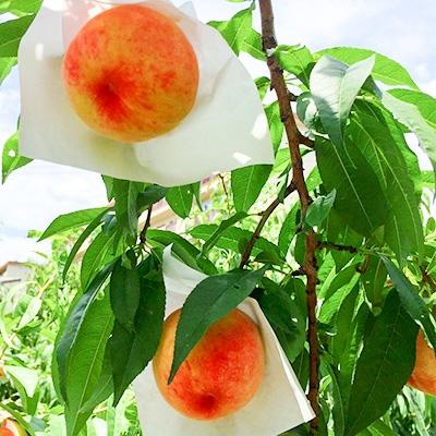 ふるさと納税 富士吉田市 【さとふる限定】果樹王国 やまなし の桃 約2kg(4〜7玉)の画像