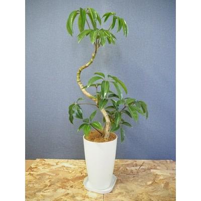 指宿市 ふるさと納税 指宿の観葉植物 S字曲げ ツピタンサス シェフレラ 7号鉢 受け皿付き さとふる 通販 Yahoo ショッピング