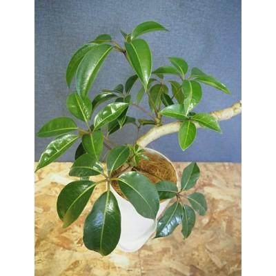 指宿市 ふるさと納税 指宿の観葉植物 S字曲げ ツピタンサス シェフレラ 7号鉢 受け皿付き さとふる 通販 Yahoo ショッピング