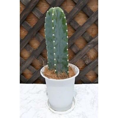 指宿市 ふるさと納税 観葉植物 柱サボテン6号 Green Farm M さとふる 通販 Yahoo ショッピング