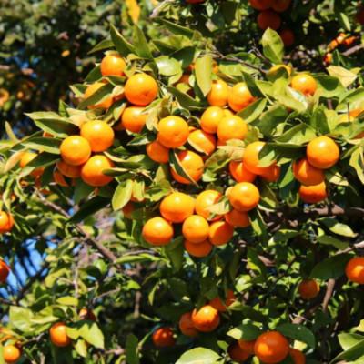 ふるさと納税 和歌山市 [秀品]和歌山有田みかん約5kg(2Sサイズ) 「2026年11月中旬より順次発送」【和歌山市】 |  | 02