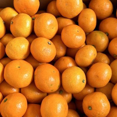 ふるさと納税 和歌山市 [秀品]和歌山有田みかん約5kg(2Sサイズ) 「2026年11月中旬より順次発送」【和歌山市】 |  | 03