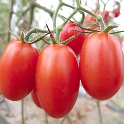 期間限定お試し価格 ふるさと納税 紀美野町 紀美野町 22年2月出荷分 和歌山産ミニトマト アイコトマト 約2kg S Mサイズおまかせ 紀美野町 ふるさと納税 ミニトマト 野菜