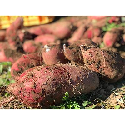 ふるさと納税 小国町 レンジでホクホク「あま〜いおいも」[12袋 (約3.6kg)入]