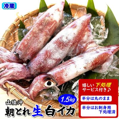 ふるさと納税 新温泉町 兵庫県新温泉町 朝とれ白イカ(生・冷蔵)約1.5kg(5-8杯程度入)