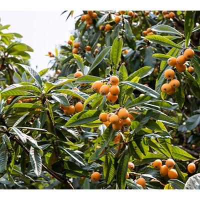 ふるさと納税 長崎市 ビワの葉ごころ オマモリジェルクリーム50g【皮膚科医監修ドクターズコスメ】3点セットの画像