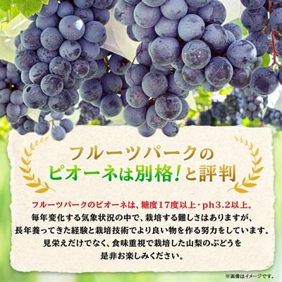 1⃣ 山梨県産 種無しピオーネ 9房入り 箱込み5.5キロ 1⃣ 山梨県産 種
