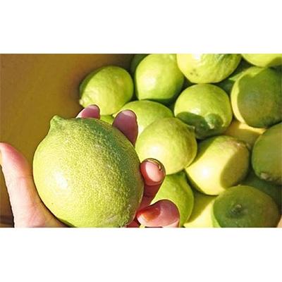 ふるさと納税 観音寺市 [2026年度]みどり認定 ハウス栽培グリーンレモン フリーサイズ(S〜L) 約2.3kg