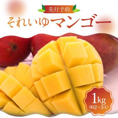 ふるさと納税 龍郷町 [2026年7月中旬〜8月中旬発送][奄美大島産] それいゆマンゴー1kg