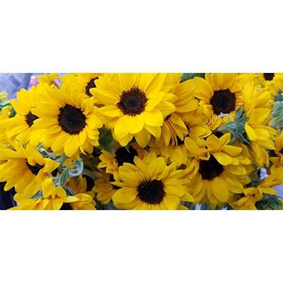 独創的 三豊市 ふるさと納税 ひまわり 切花50本入り 再再販 Nicmosul Org