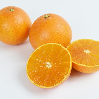 ふるさと納税 八幡浜市 【2025年11月以降発送】「媛一みかん」と「媛一まどんな」の2品種・約5kg【C28-29】