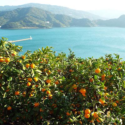 ふるさと納税 八幡浜市 【2025年11月以降発送】「媛一みかん」と「媛一まどんな」の2品種・約5kg【C28-29】