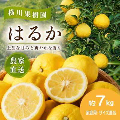 ふるさと納税 日高川町 [2027年2月発送]爽やかな甘さの柑橘「はるか」約7kg(家庭用・サイズ混合)