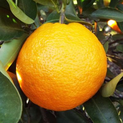 ふるさと納税 八幡浜市 “熟成”八幡浜産いよかん約4kg【C28-6】|y-sf|03