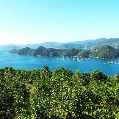 ふるさと納税 八幡浜市 “熟成”八幡浜産いよかん約4kg【C28-6】|y-sf|04