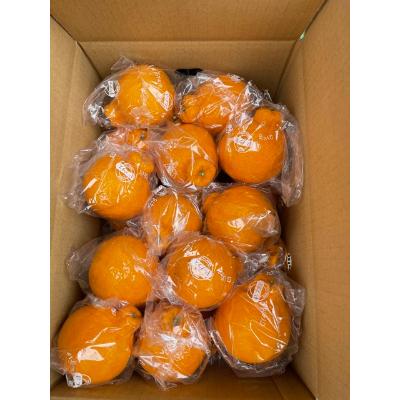 ふるさと納税 観音寺市 [2026年度出荷]低温貯蔵ハウス不知火 約5kg(フリーサイズ:L〜3Lサイズ混合 16〜23玉)