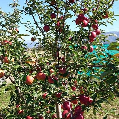 ふるさと納税 須坂市 長野県須坂市産 りんご「シナノスイート」約5kg|y-sf|02