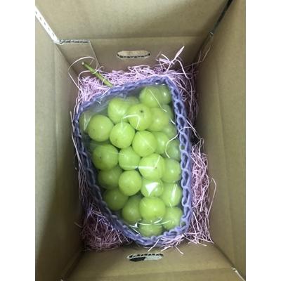 新品即決 香美市 ふるさと納税 シャインマスカット 大粒1房 約550g以上 人気絶頂 Www Mesquita Rj Gov Br