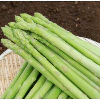 ふるさと納税 美幌町 [先行受付]2025年産 ハウスアスパラ(夏芽)2Lサイズ　約1kg
