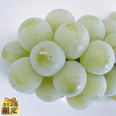 ふるさと納税 南部町 青森南部町産ぶどう [ナイアガラ/A級品] 約2.0kg[さとふる限定]