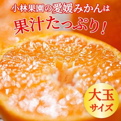 おみかん。　リフィル2点 八幡浜市 【リフィル】 【2026年2月発送】柑橘の大トロ【せとか 🏅 2kg】