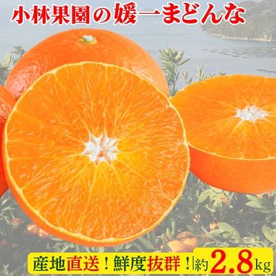 ふるさと納税 八幡浜市 小林果園の媛一まどんな(約2.8kg)[C24-16]