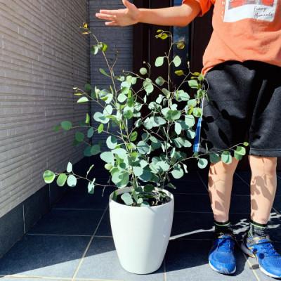 ふるさと納税 鈴鹿市 ボリュームのある ユーカリ ポポラス苗 7号(21cm)鉢カバー (ガーデニング用)