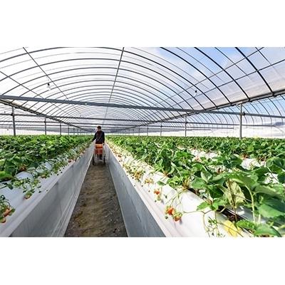 ふるさと納税 江北町 【3月4月発送】苺の食べ比べ いちごさんとさがほのか【2種4パック計約1kg】|y-sf|03