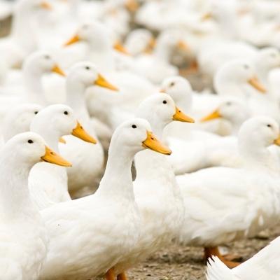 ふるさと納税 泉佐野市 羽毛ふとん【シングル・国産出来たて】※おまかせ柄 030D029|y-sf|03