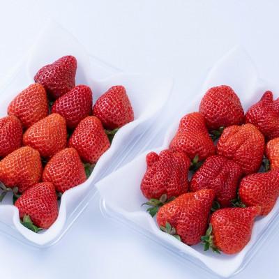 ふるさと納税 粕屋町 フルーツ専門店が選んだ「あまおう苺」春8パック(粕屋町)|y-sf|02