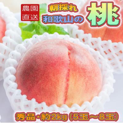 ふるさと納税 紀美野町 [農園直送]朝採れの和歌山の桃 約2kg・秀品[2026年度発送分](紀美野町)
