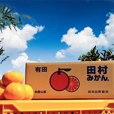 ふるさと納税 湯浅町 和歌山 湯浅町産 田村みかん 10kg　【大玉】