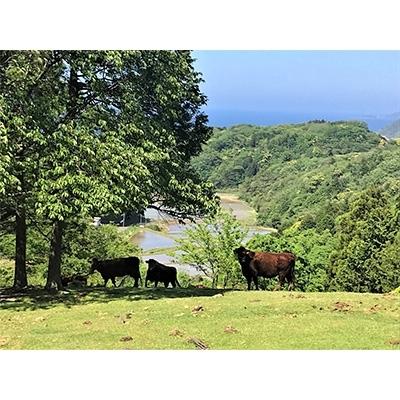 ふるさと納税 京丹後市 黒にんにくと京たんくろ和牛のハンバーグ3袋(1袋　210g　ソース含)(京丹後市)｜y-sf｜03