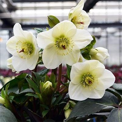 ふるさと納税 藤枝市 クリスマスローズ新品種 氷の薔薇 ホワイト4.5号