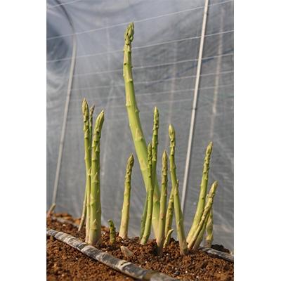 ふるさと納税 高松市 [先行受付2026年]訳ありさぬきのめざめセミロング(細物・サイズ混合) 約1.3kg