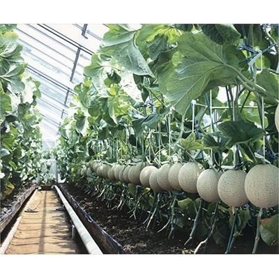 ふるさと納税 東金市 【約1.3kg以上×2玉】千葉アクアメロン(マスクメロン) 