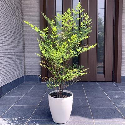 ふるさと納税 鈴鹿市 アカナンテン 赤南天 7号 オシャレな鉢カバー(ガーデニング用)