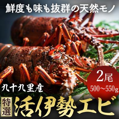 日本産 旭市 ふるさと納税 プリっぷり 活け伊勢海老2尾 約550g 1尾約250g 300g 流行に Www Muslimaidusa Org