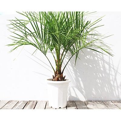 ふるさと納税 宮崎市 南国宮崎産　ココスヤシ 10号鉢