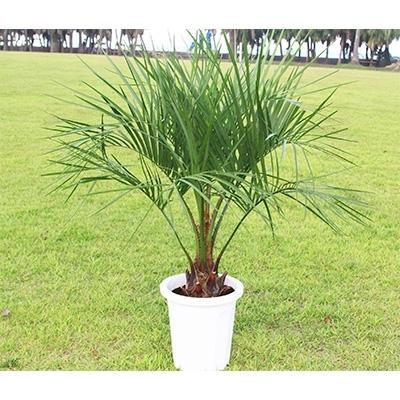 ★11時間以内発送★美品 ふるさと納税 宮崎市 南国宮崎産　ココスヤシ 10号鉢 【QG5351015809】(19500円)